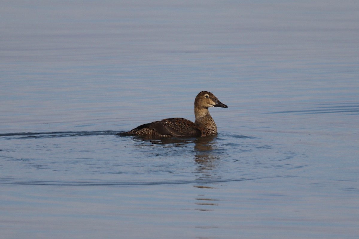 ケワタガモ - ML645527443