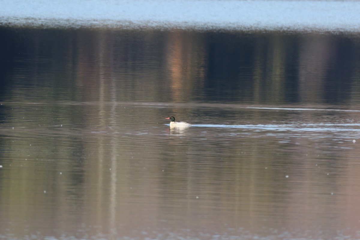 カワアイサ - ML645527444