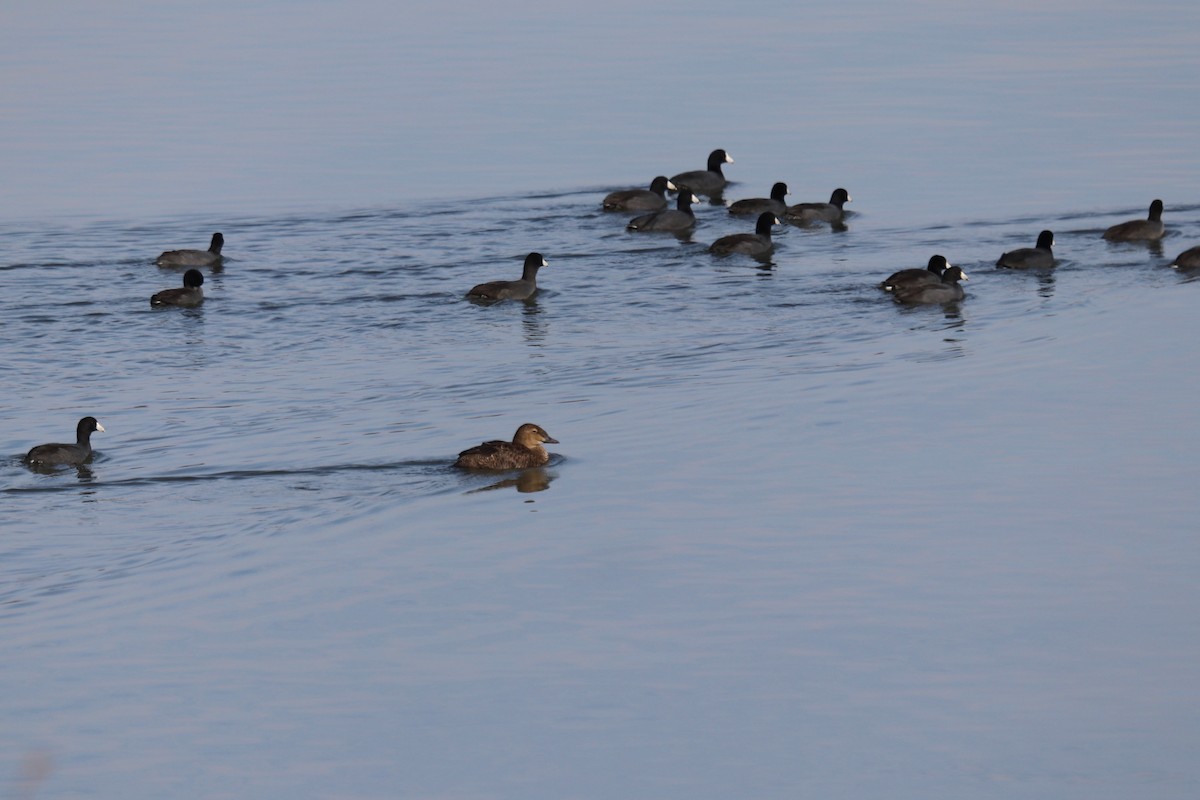 ケワタガモ - ML645527445