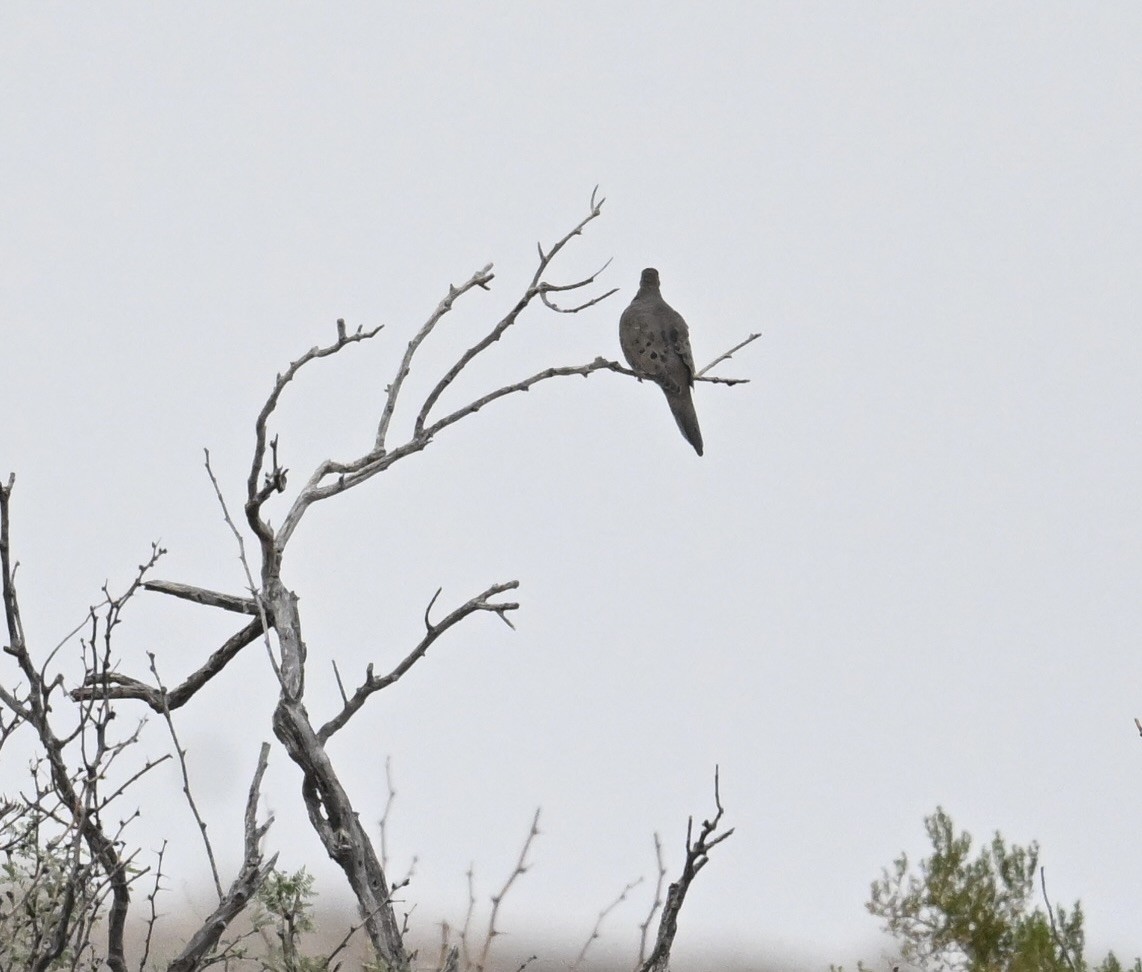 ナゲキバト - ML645527446