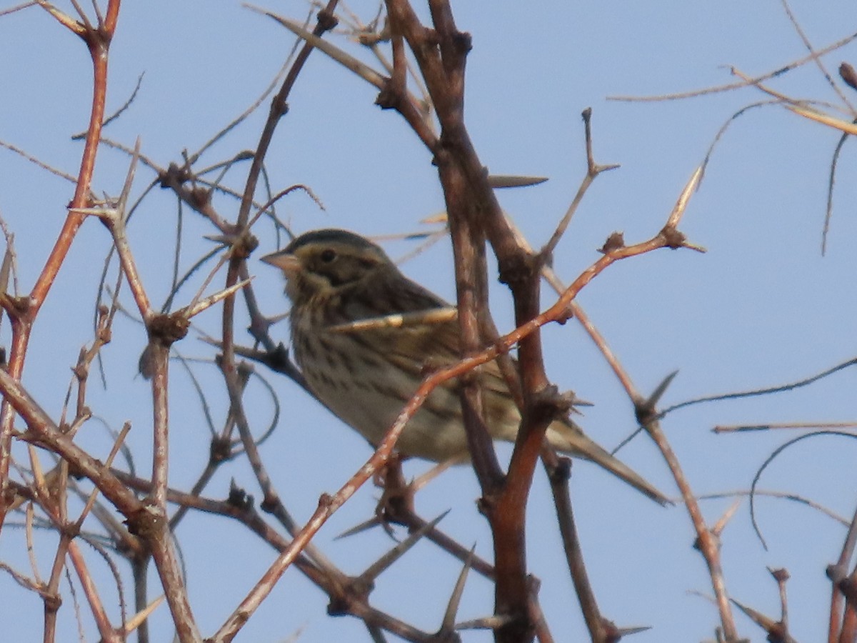 サバンナシトド - ML645527449