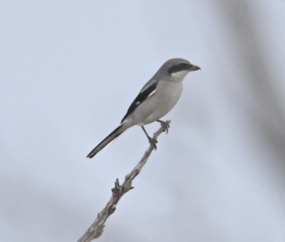 アメリカオオモズ - ML645527450