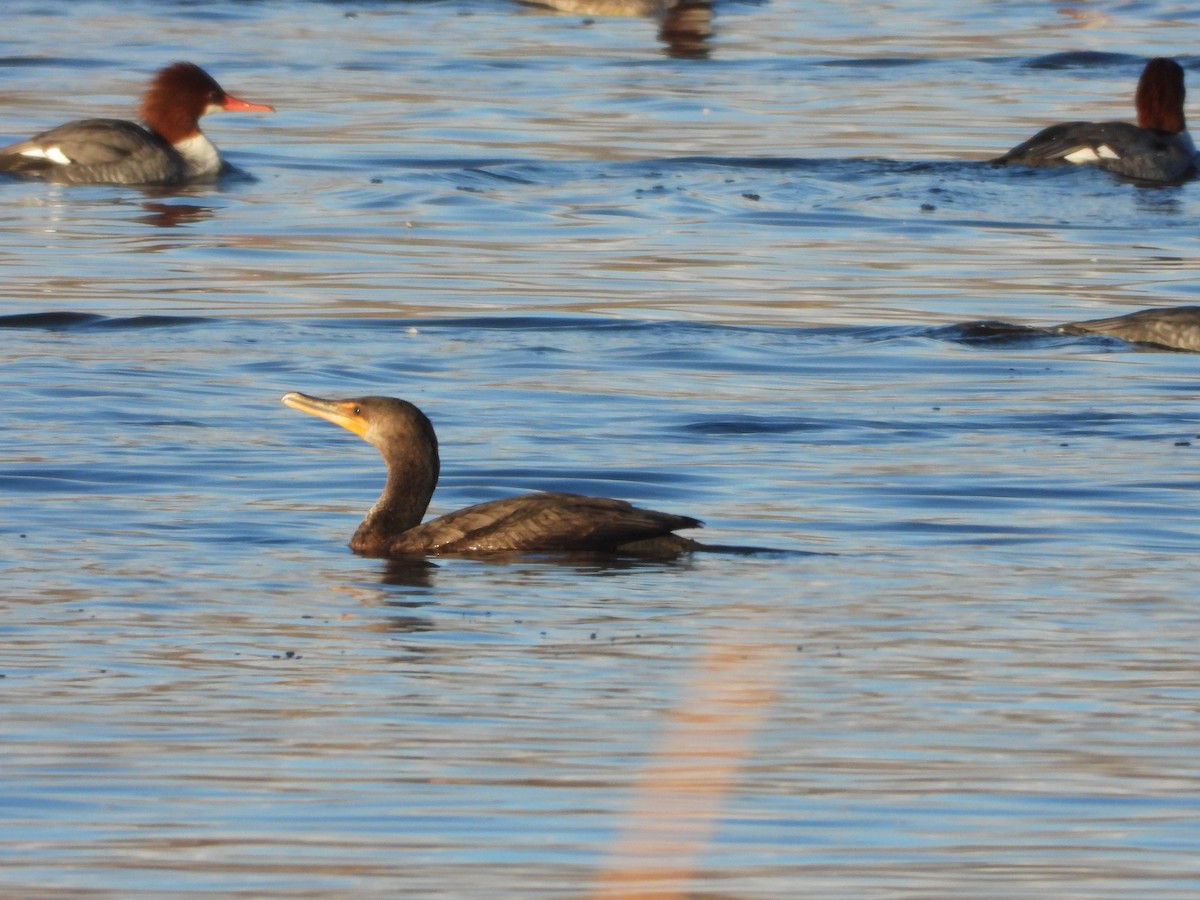 ミミヒメウ - ML645527451