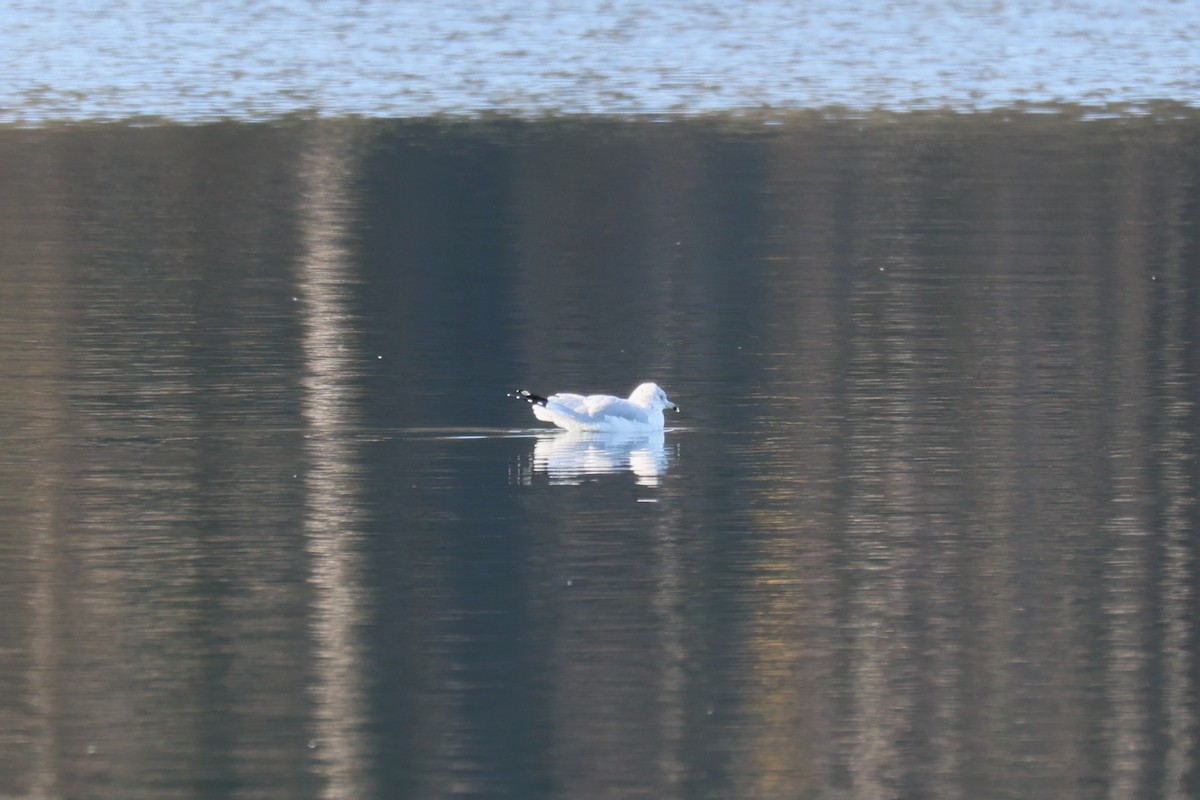 クロワカモメ - ML645527452