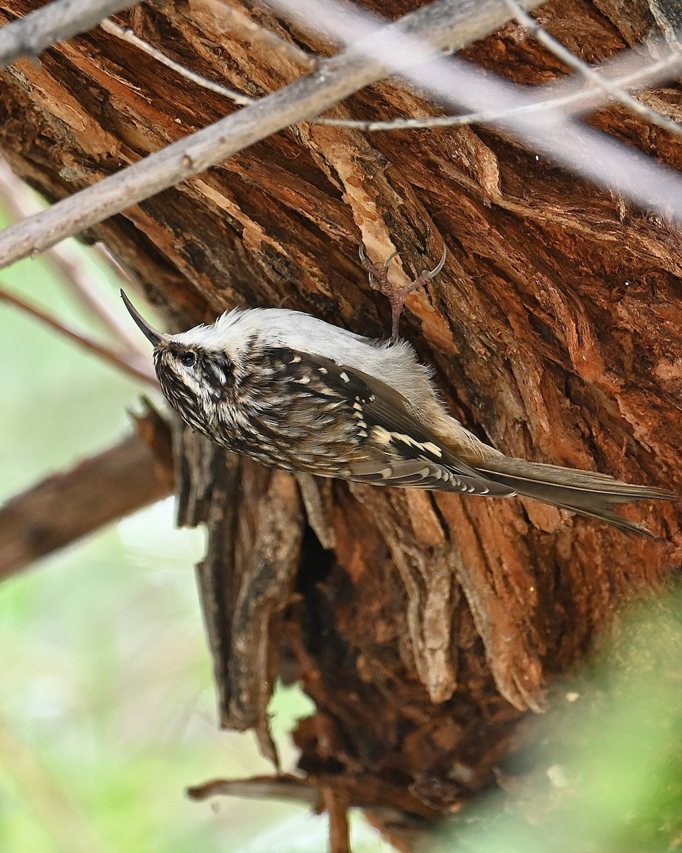 アメリカキバシリ - ML645527453