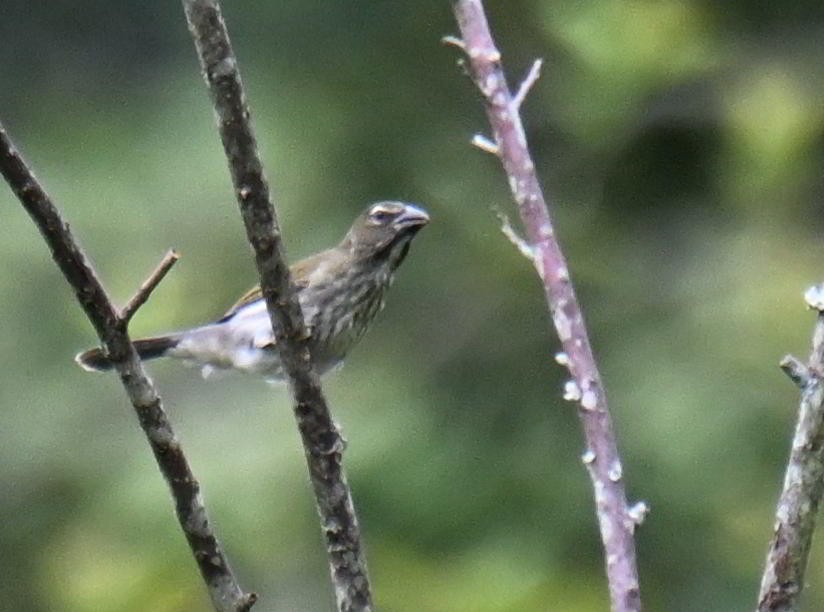 ムナフイカル - ML645527454