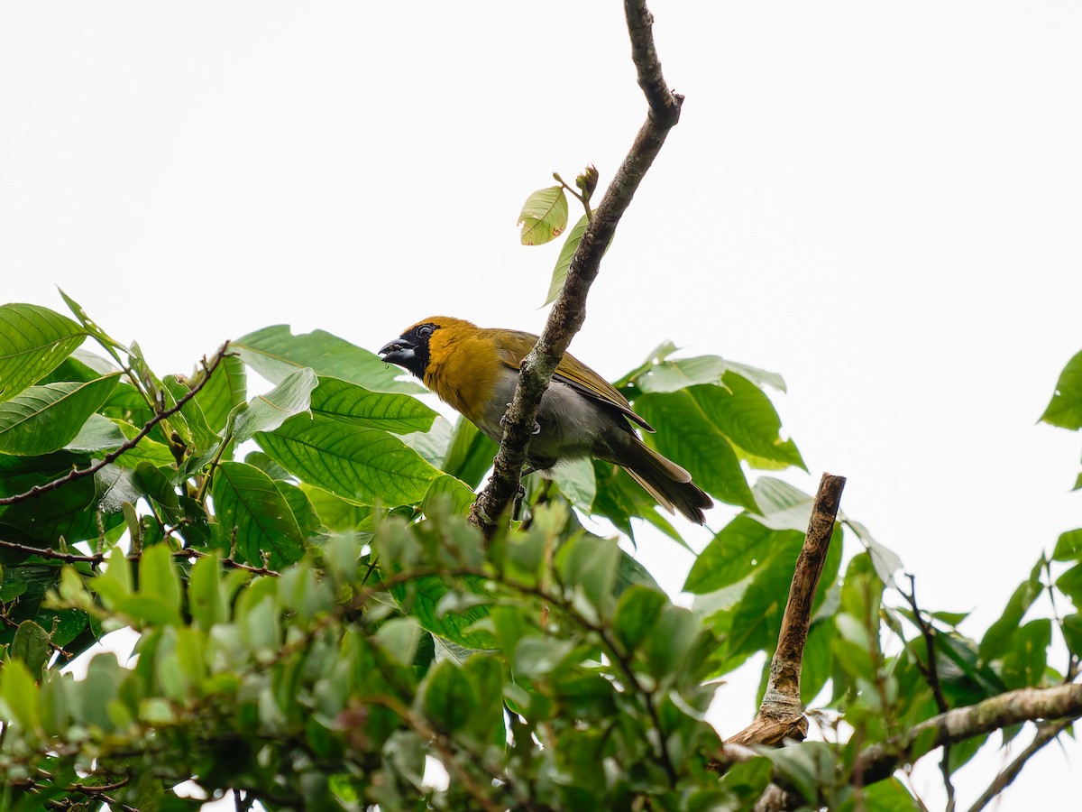 シロハラキミドリイカル - ML645527455