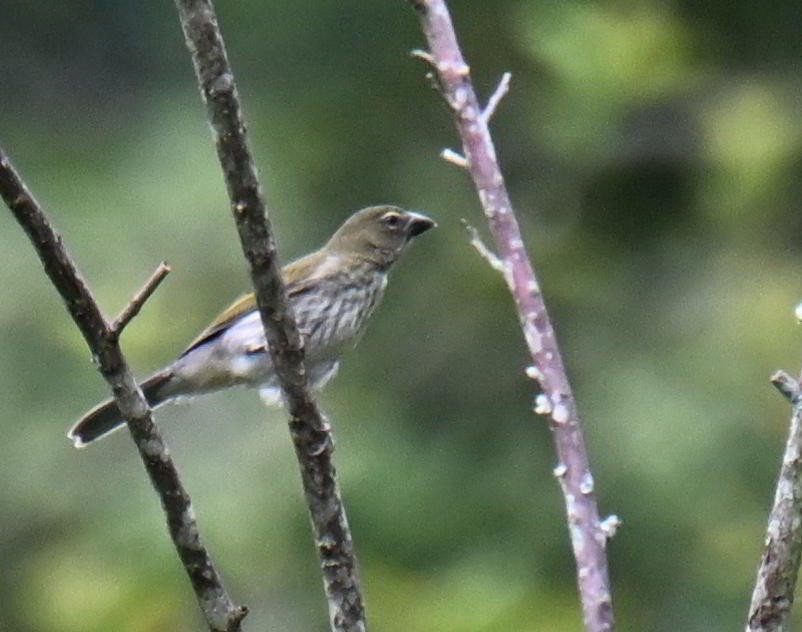 ムナフイカル - ML645527456