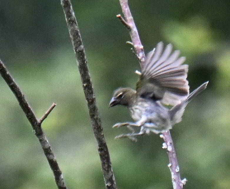 ムナフイカル - ML645527457