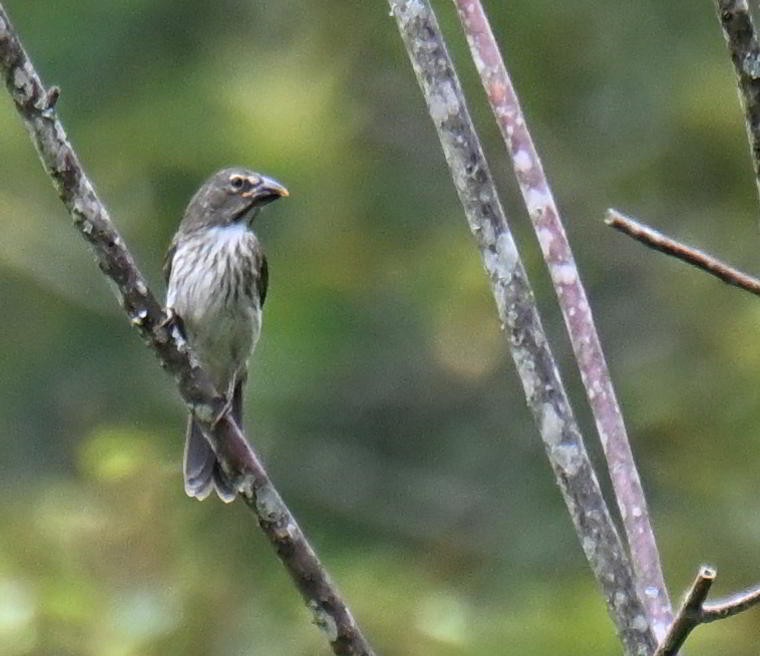 ムナフイカル - ML645527458