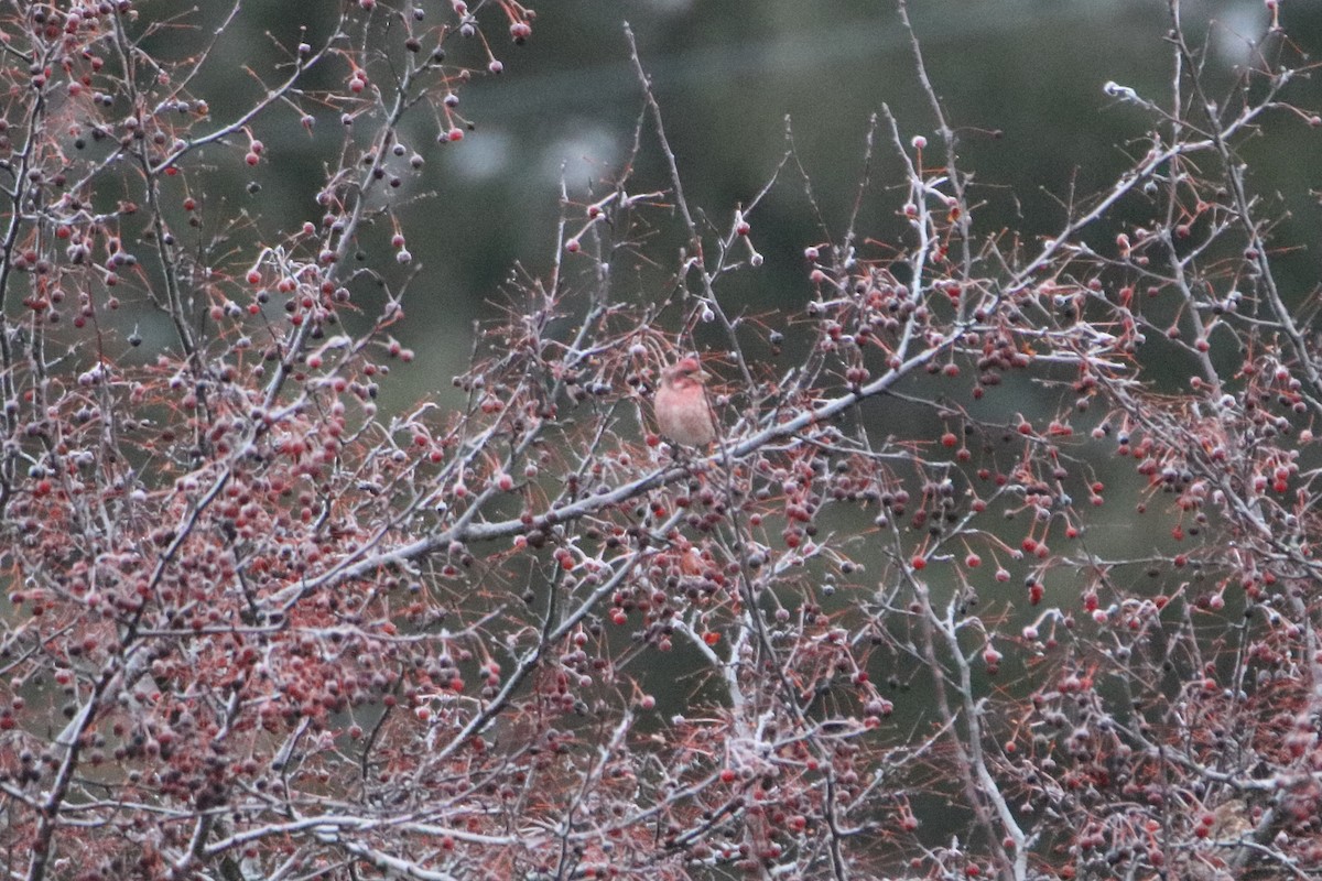 ムラサキマシコ（purpureus） - ML645527459