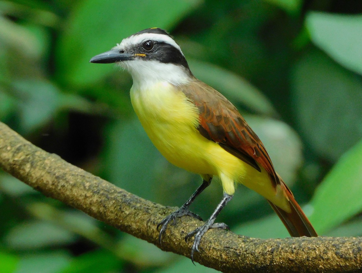 キバラオオタイランチョウ - ML645527460