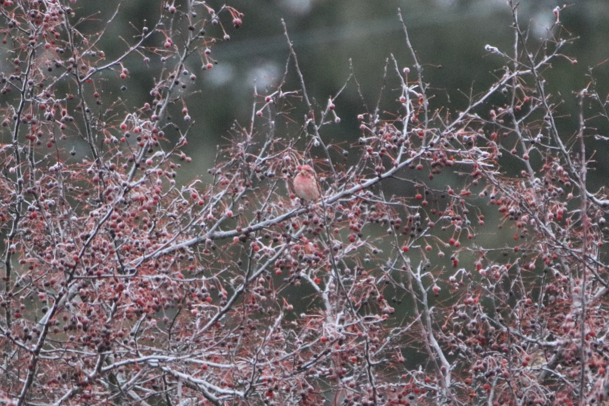 ムラサキマシコ（purpureus） - ML645527461