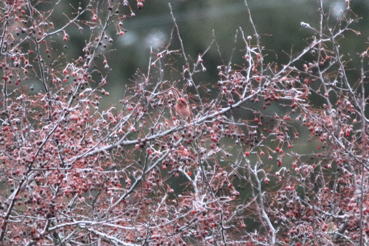 ムラサキマシコ（purpureus） - ML645527464