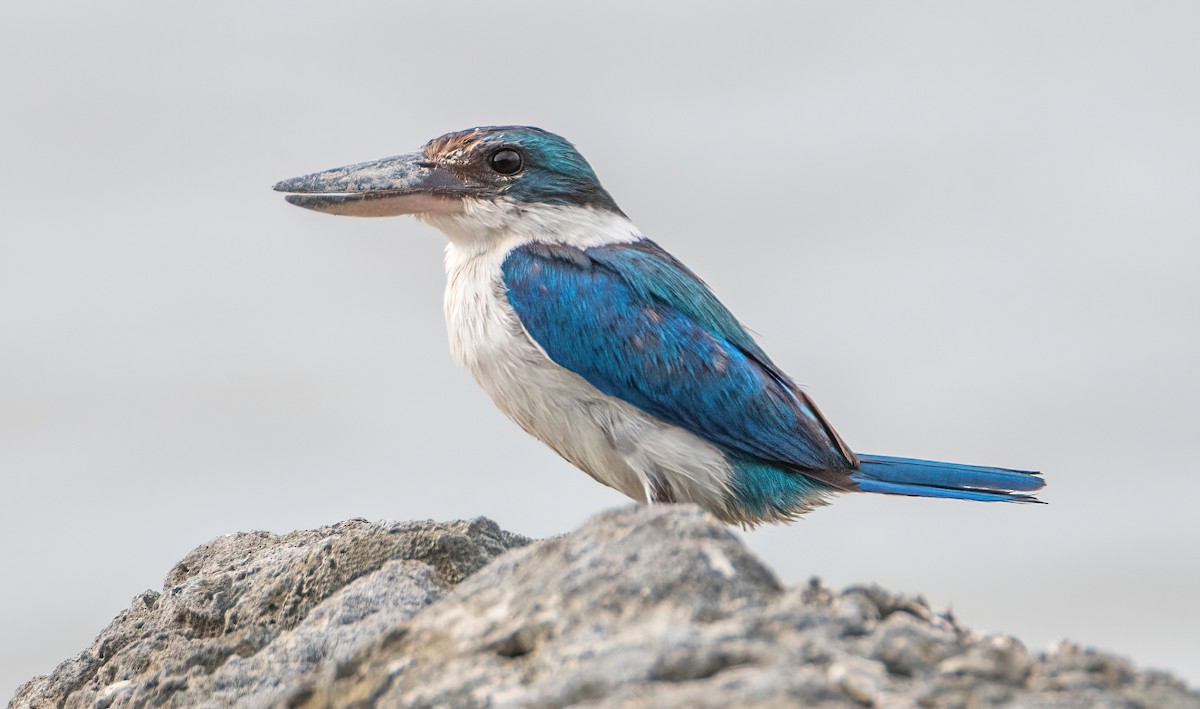 Collared Kingfisher - ML645527465