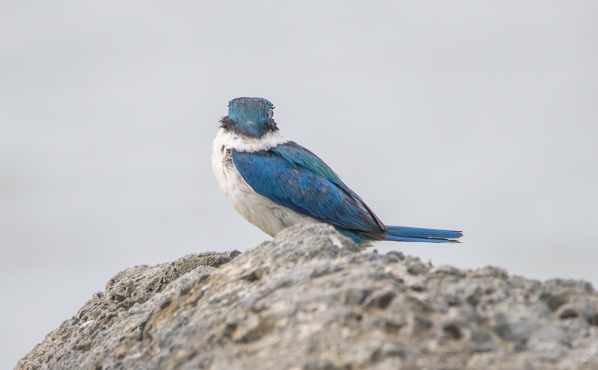 Collared Kingfisher - ML645527467