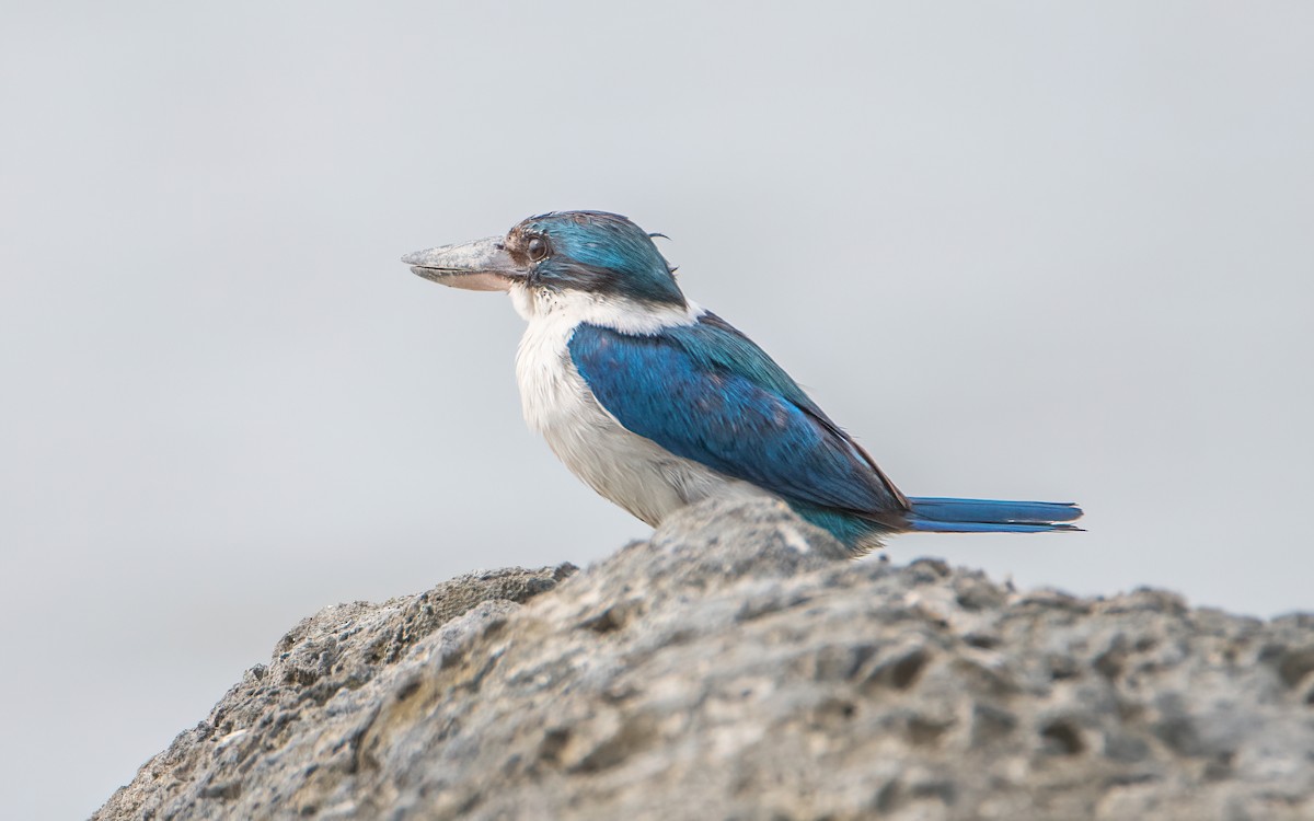 Collared Kingfisher - ML645527468