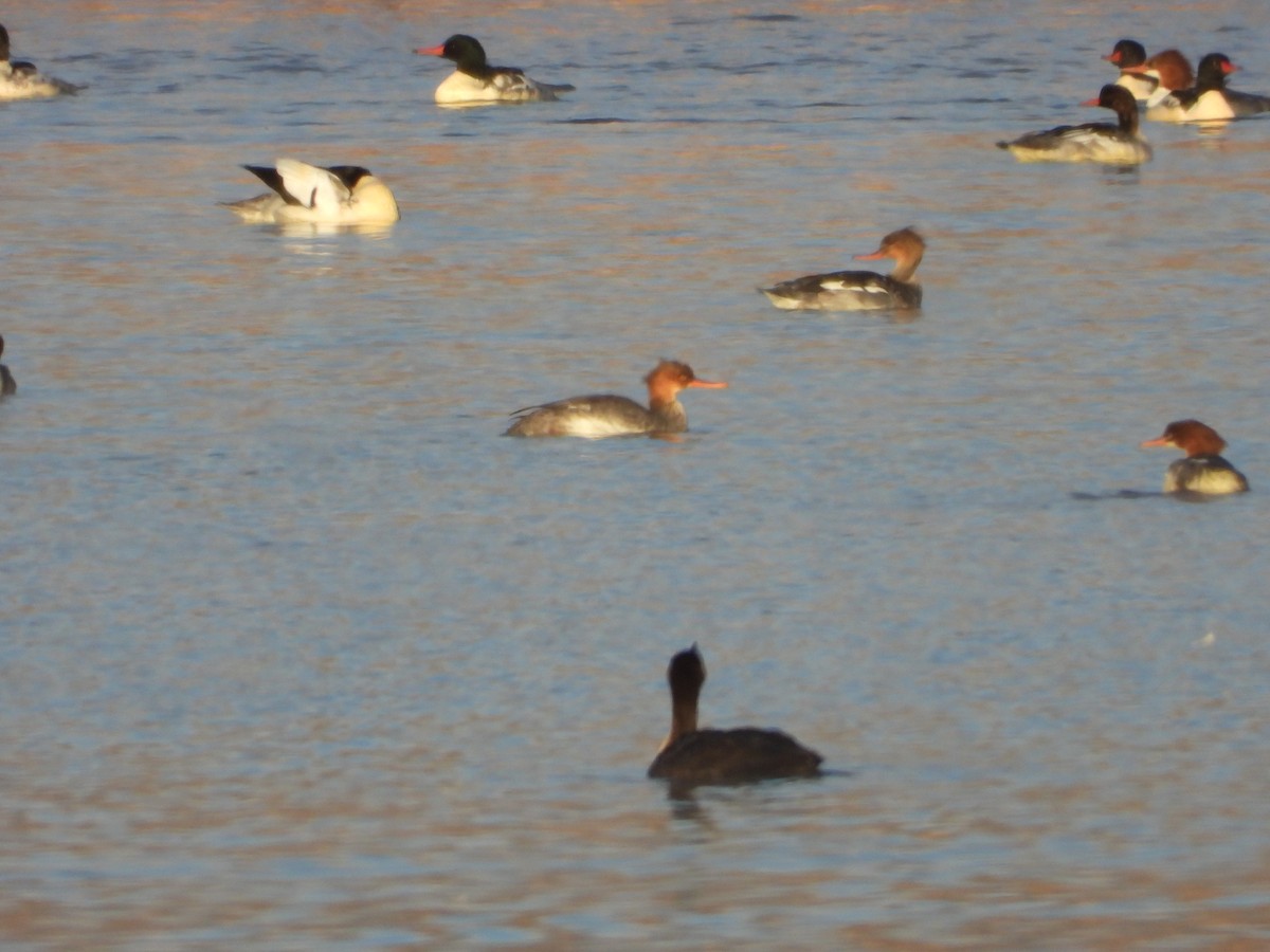Red-breasted Merganser - ML645527475