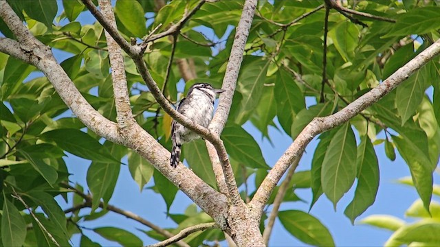 Pied Puffbird - ML645527478
