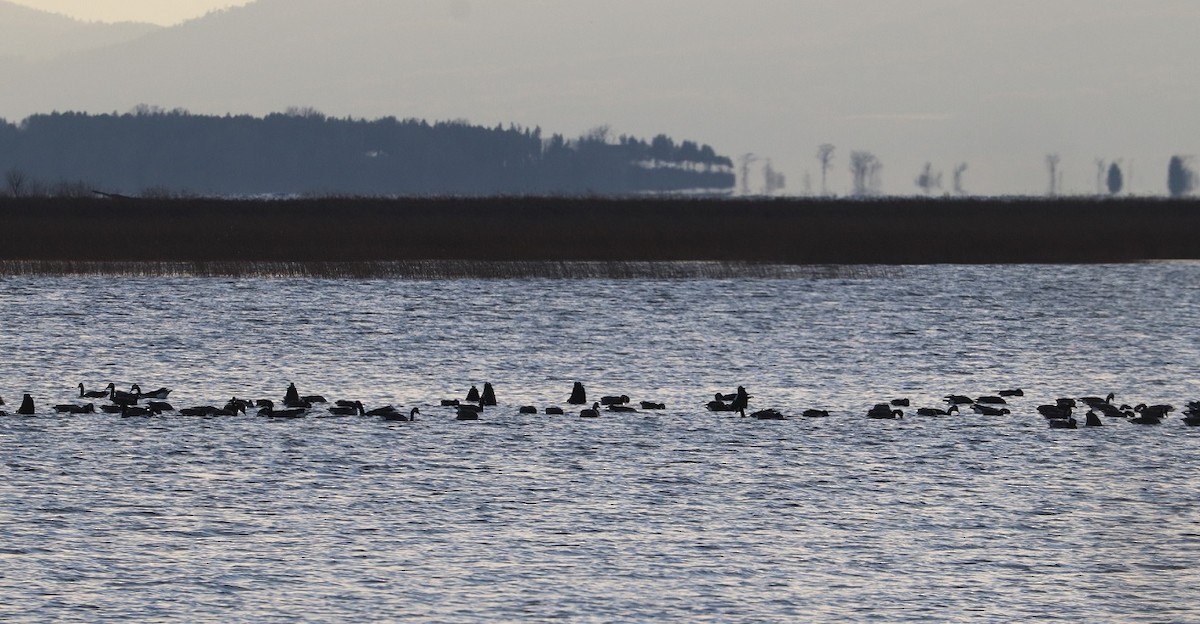 Canada Goose - ML645527480