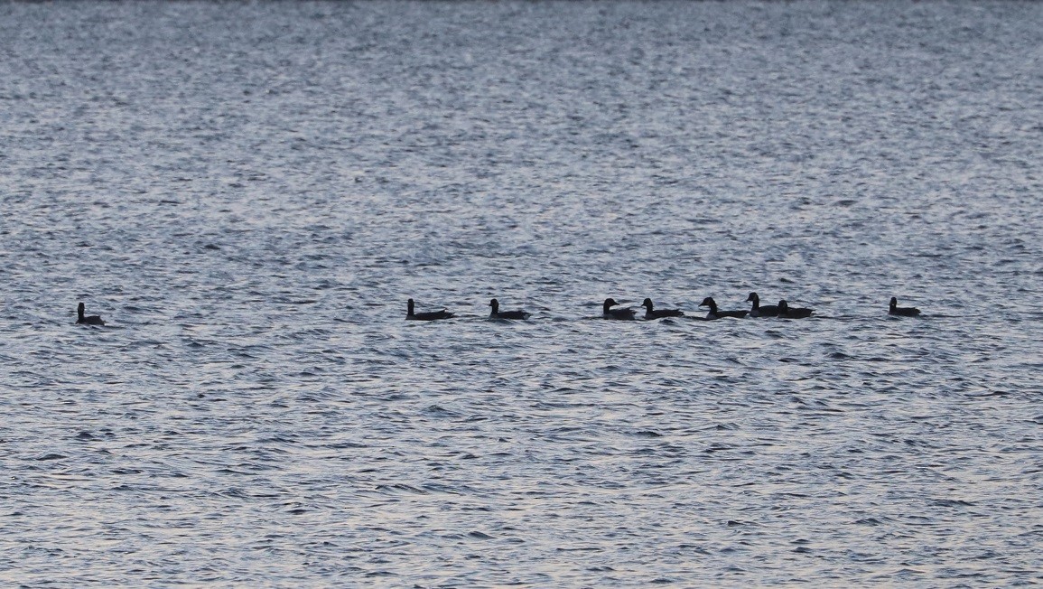 Canada Goose - ML645527482