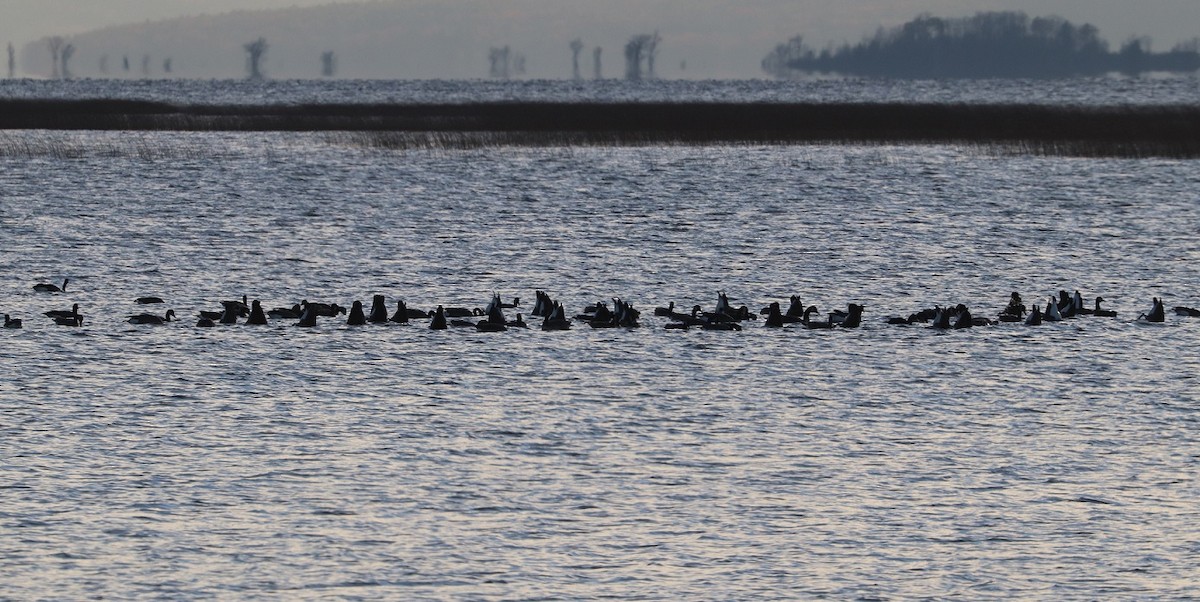 Canada Goose - ML645527483