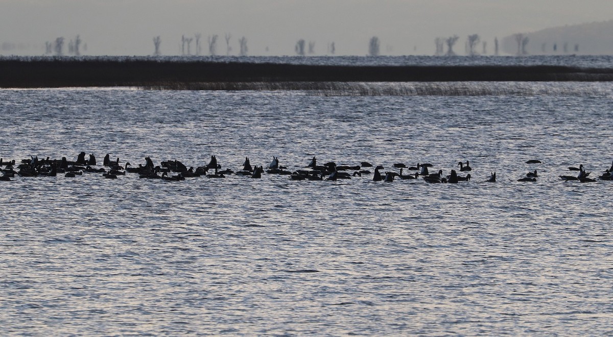 Canada Goose - ML645527484