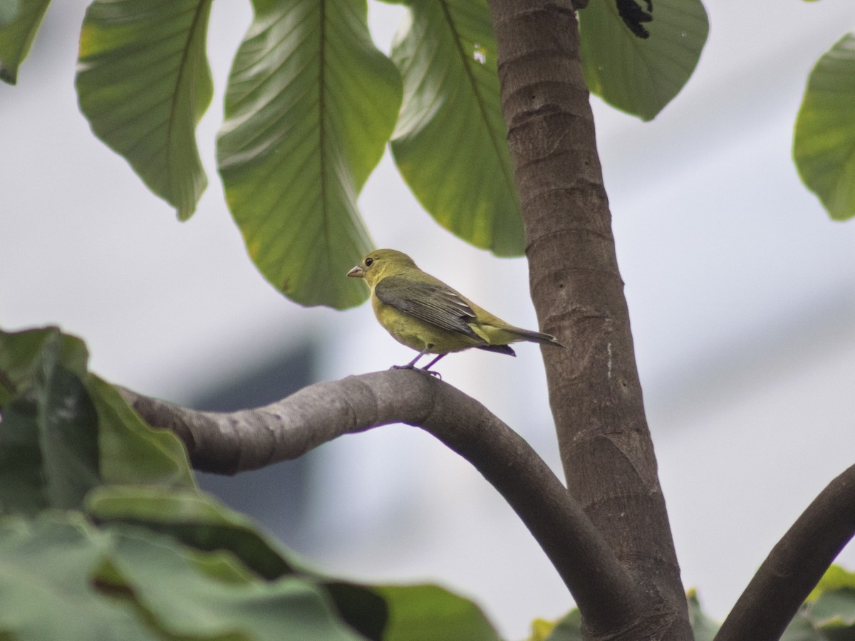 Scarlet Tanager - ML645527486