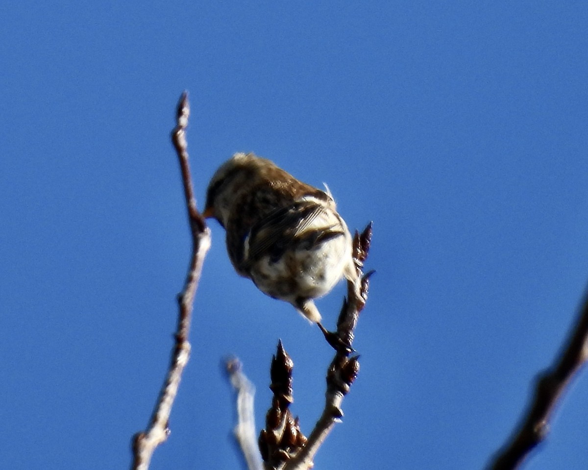 Redpoll - ML645527489