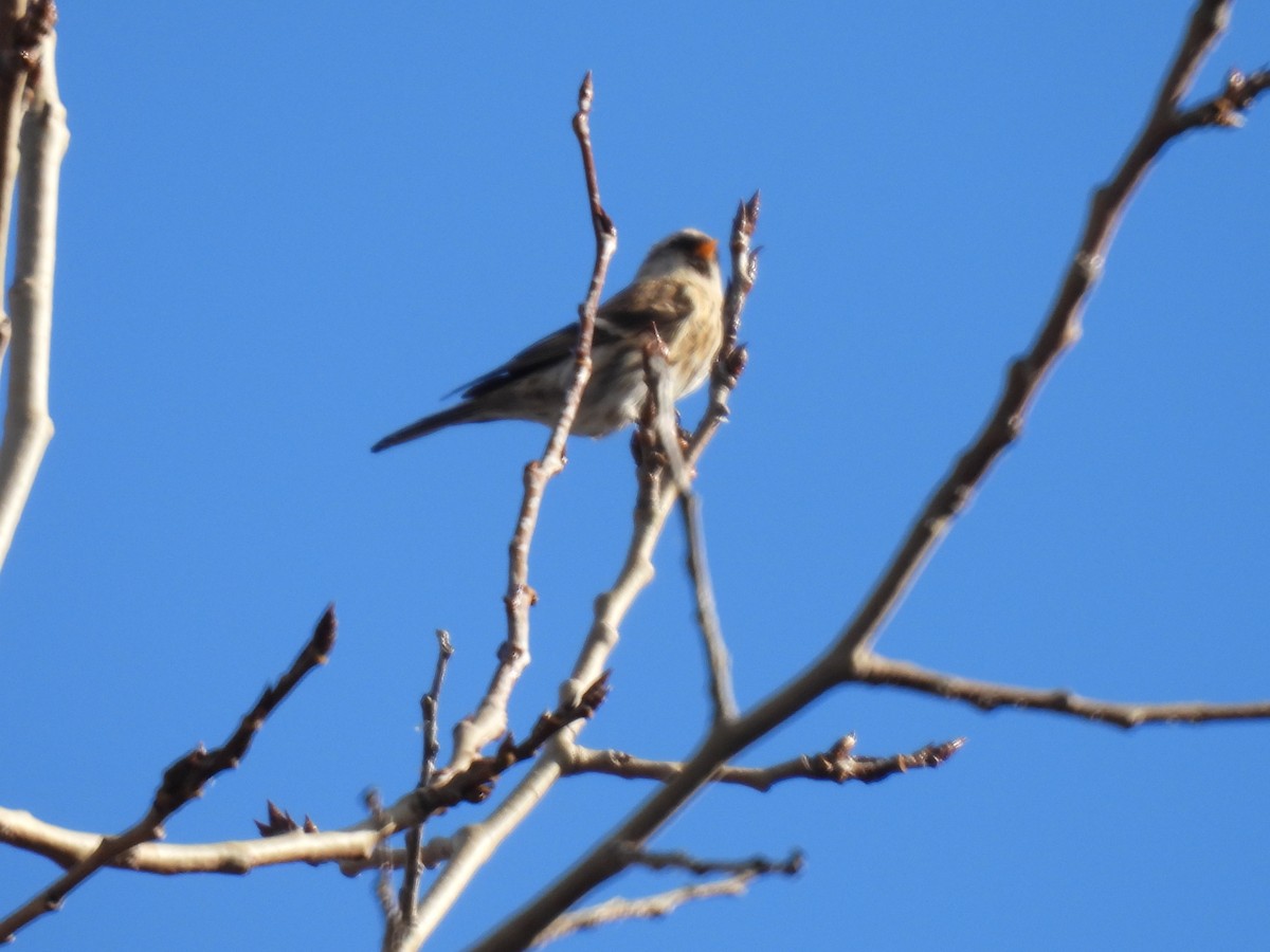 Redpoll - ML645527490
