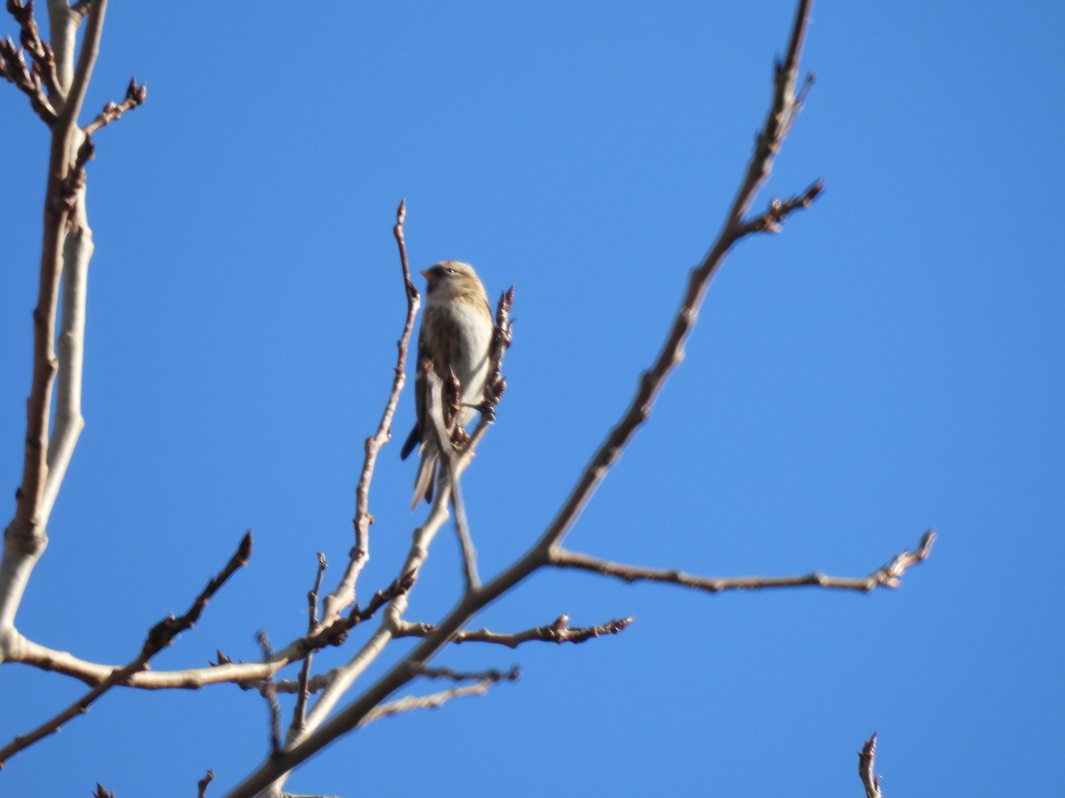 Redpoll - ML645527491
