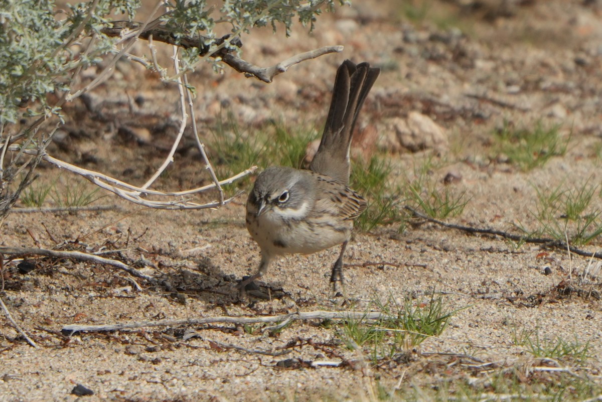 Sagebrush Sparrow - ML645527503