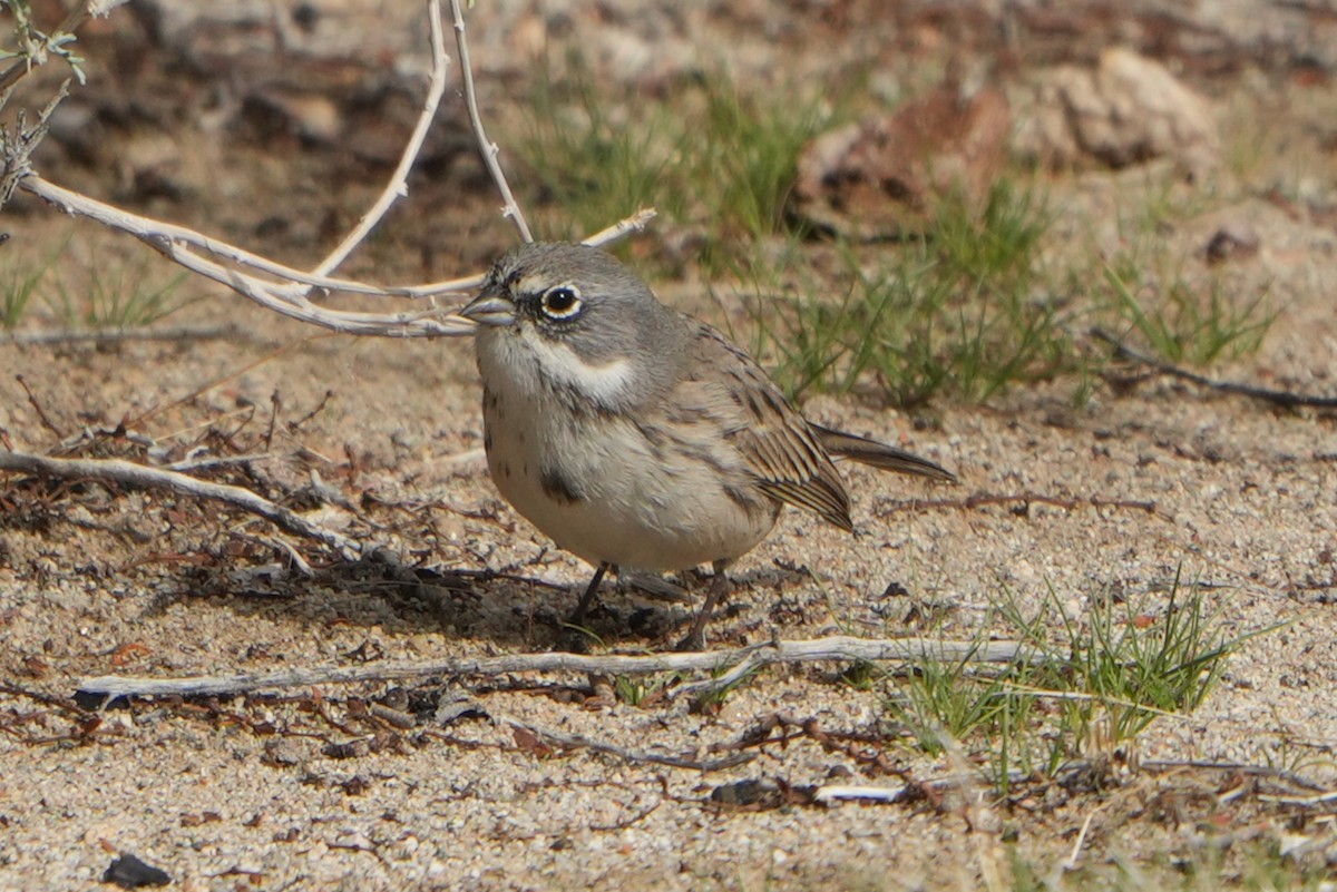 Sagebrush Sparrow - ML645527504