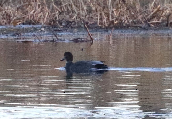 Серая утка - ML645527506