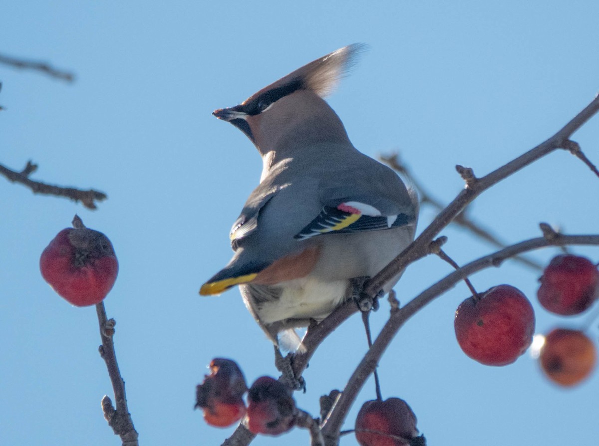 Bohemian Waxwing - ML645527512