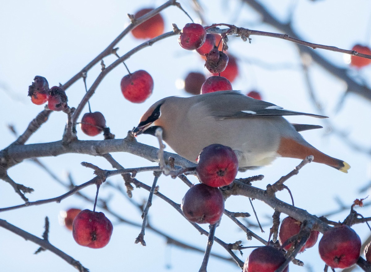 Bohemian Waxwing - ML645527513