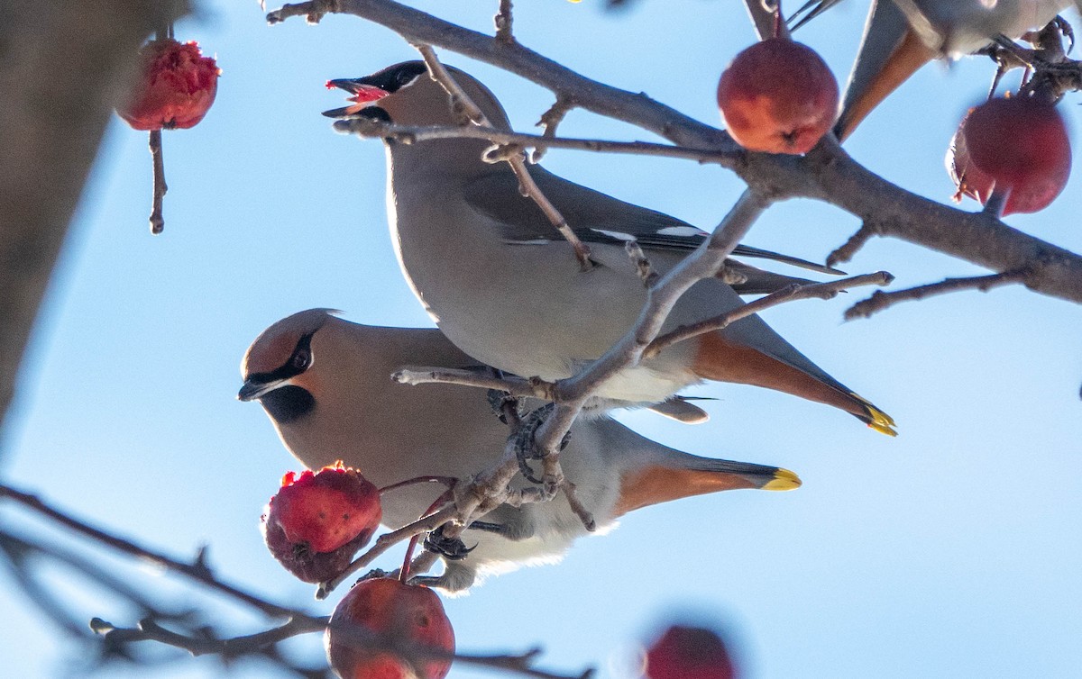 Bohemian Waxwing - ML645527514