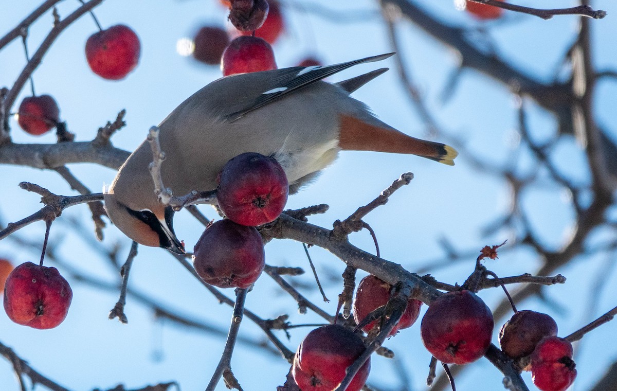 Bohemian Waxwing - ML645527515