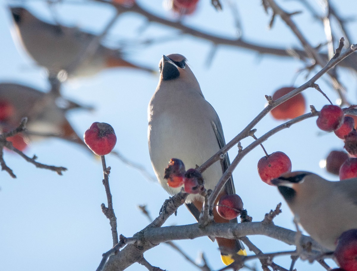 Bohemian Waxwing - ML645527516
