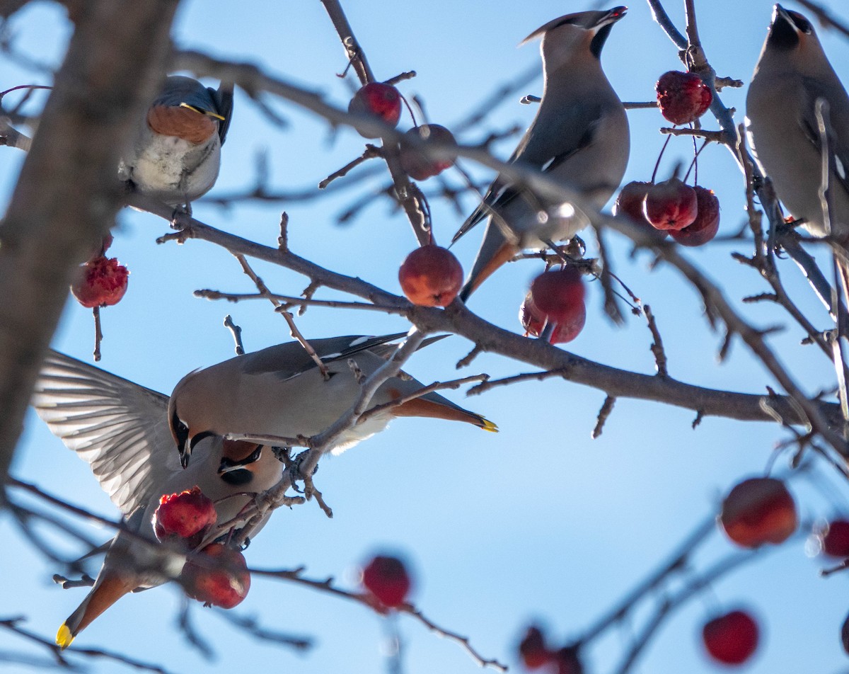 Bohemian Waxwing - ML645527518