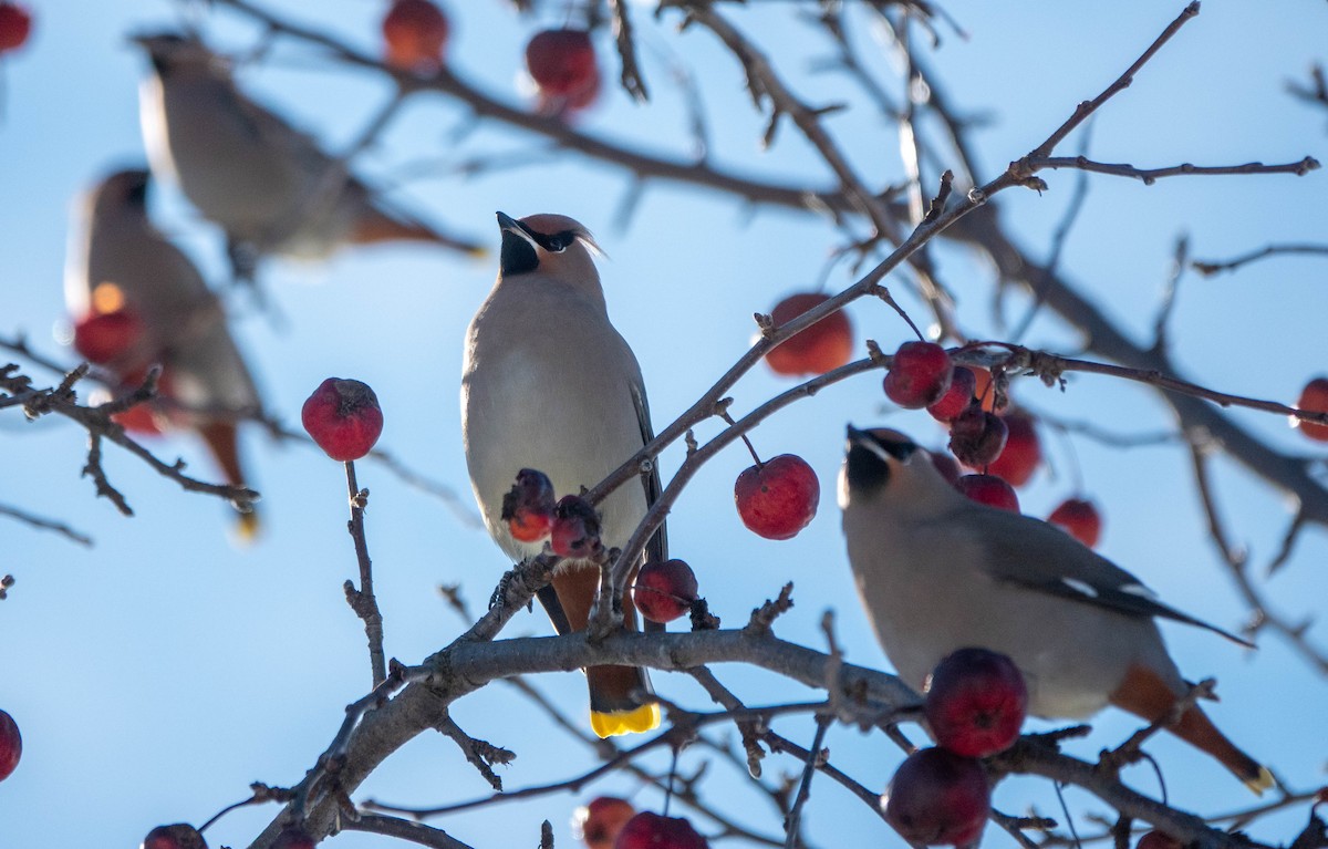 Bohemian Waxwing - ML645527519