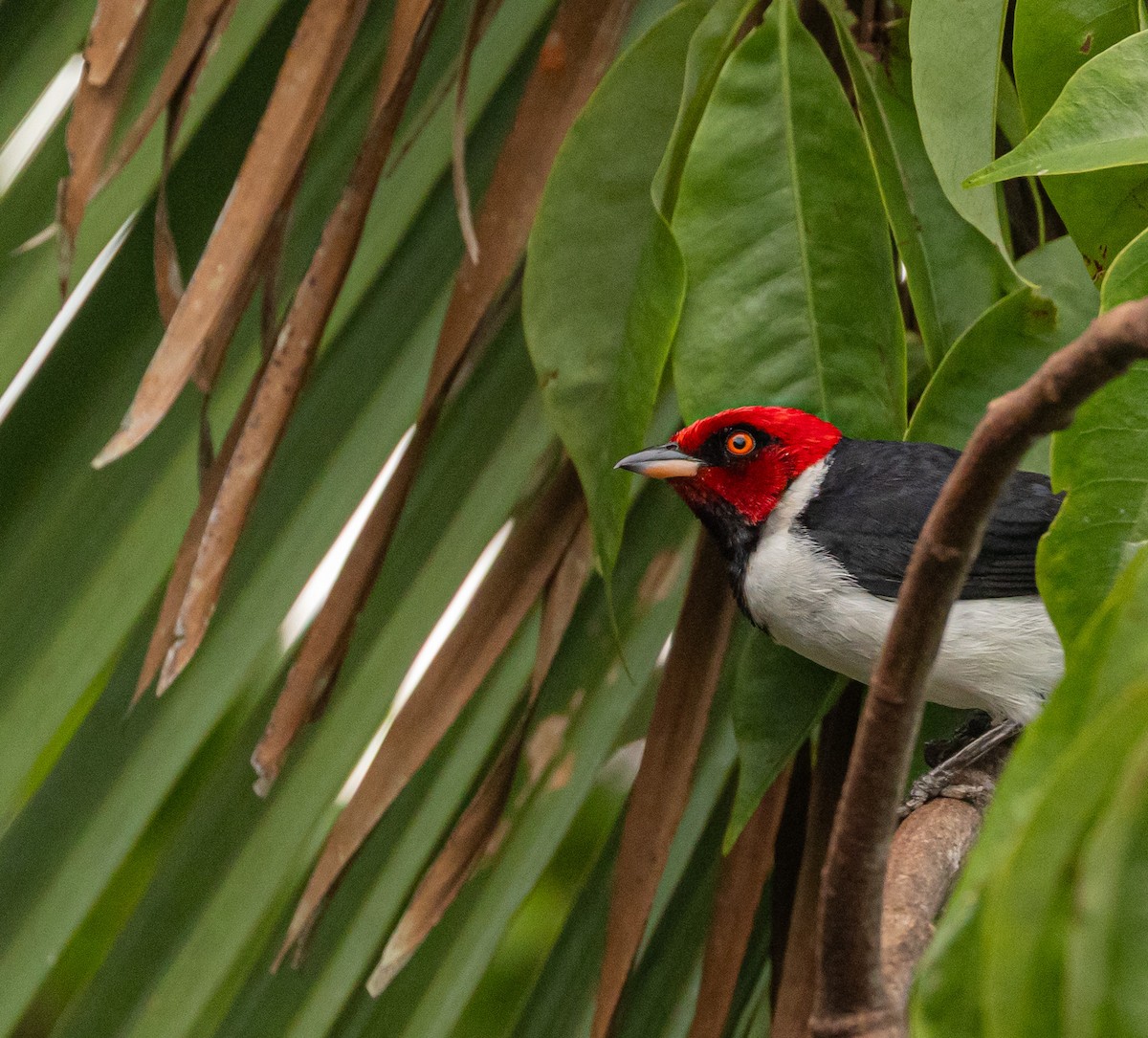 Red-capped Cardinal - ML645527524