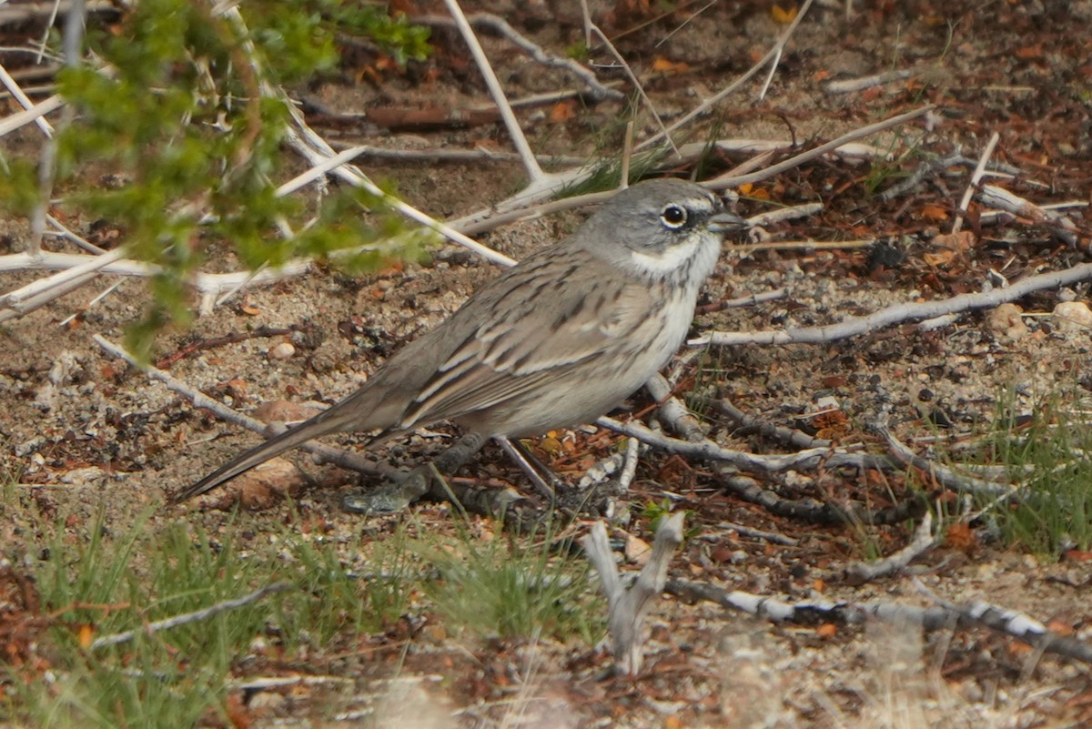 Sagebrush Sparrow - ML645527525
