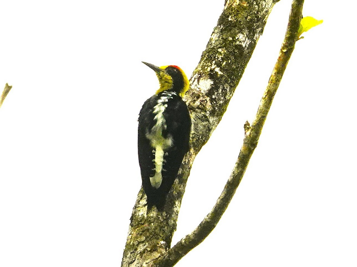 Golden-naped Woodpecker - ML645527532