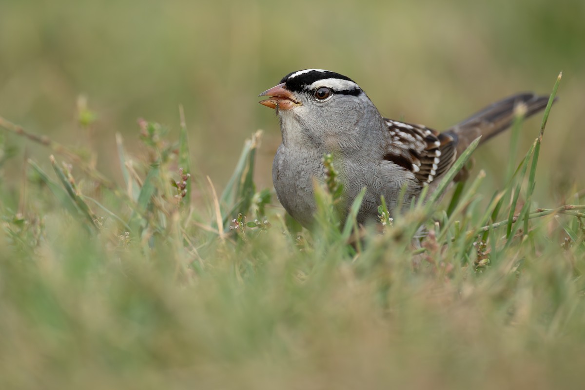 White-crowned Sparrow - ML645527542