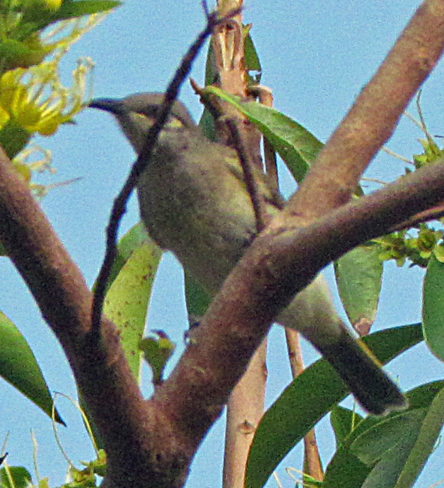 Brown Honeyeater - ML645527544