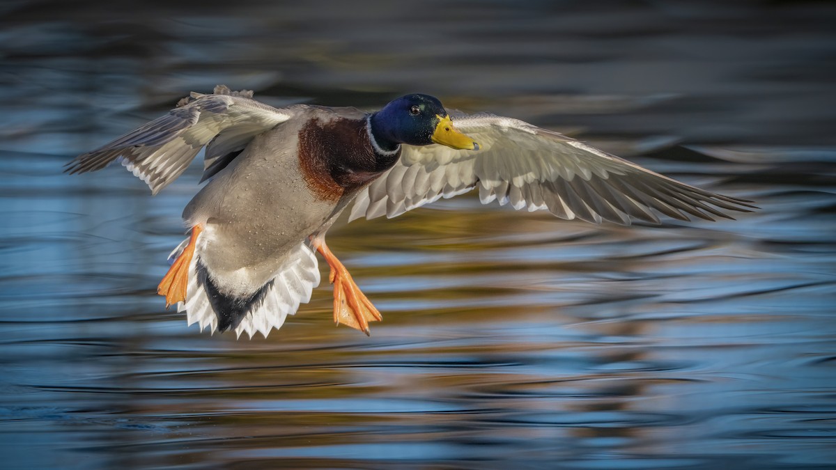 Mallard - ML645527546