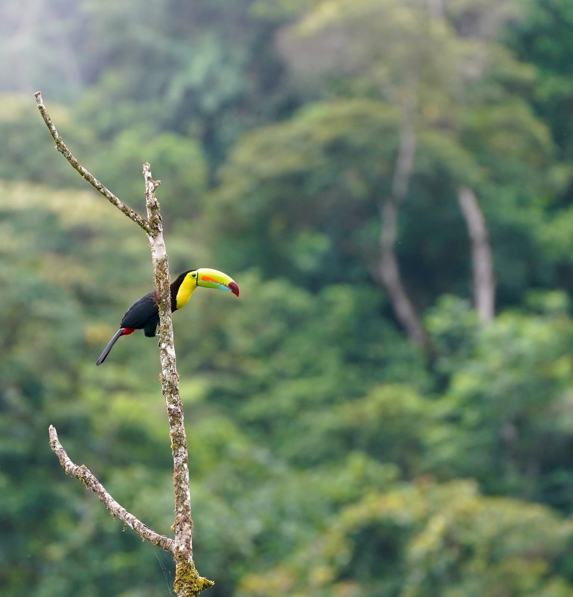 Fischertukan - ML645527549