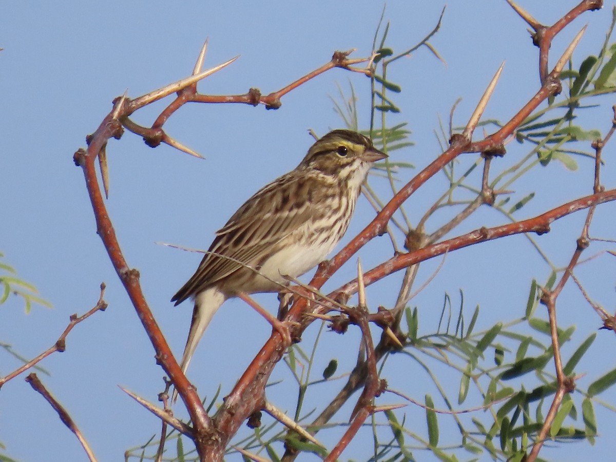 Savannah Sparrow - ML645527550