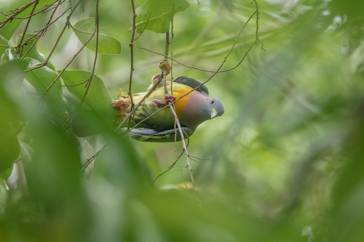 Pink-necked Green-Pigeon - ML645527551